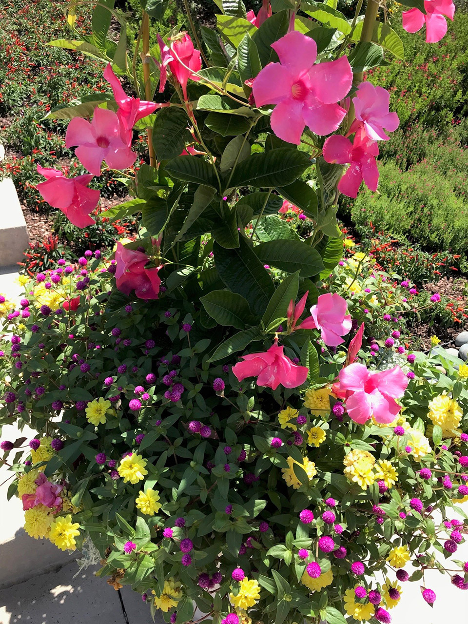 Pink flowering bush.